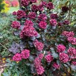 Hydrangea macrophylla 'Merveille Sanguine'