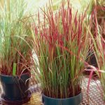 Imperata cylindrica 'Red Baron' Imperata cylindrica 'Red Baron'