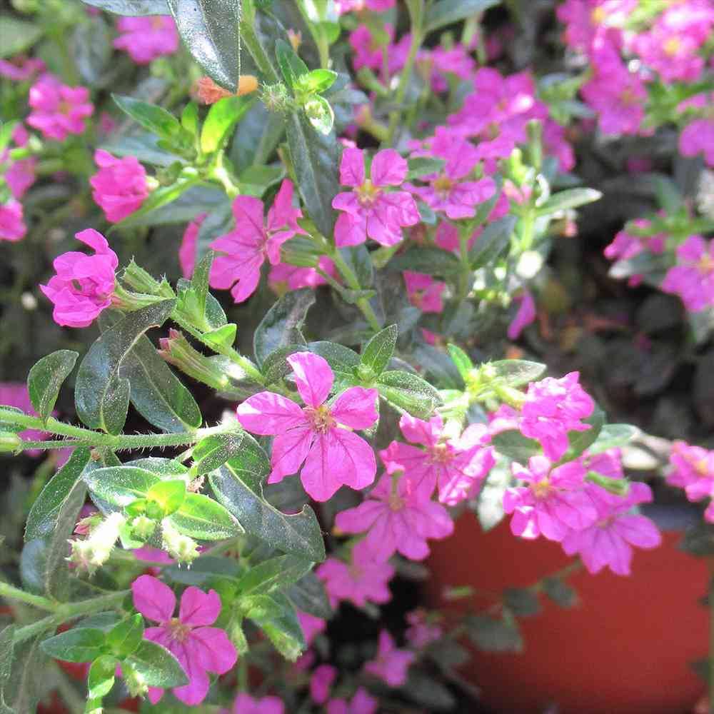 Cuphea hyssopifolia 'Rosea' Cuphea hyssopifolia 'Rosea'