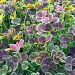 Trifolium repens 'Pentaphyllum' Trifolium repens 'Pentaphyllum'