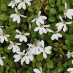 Pratia pedunculata 'Treadwellii' (sin. Isotoma) Pratia pedunculata 'Treadwellii' (sin. Isotoma)