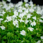 Mazus reptans 'Albus' Mazus reptans 'Albus'