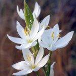 Schizostylis coccinea 'Alba' Schizostylis coccinea 'Alba'