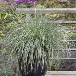 Carex oshimensis 'Variegata' Carex oshimensis 'Variegata'