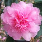Camellia sasanqua 'Showa No Sakae' Camellia sasanqua 'Showa No Sakae'