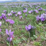 Crocus sativus (Zafferano) Crocus sativus (Zafferano)