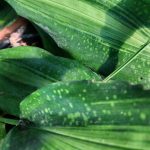 Aspidistra zongbayi 'Uan Fat Lady' Aspidistra zongbayi 'Uan Fat Lady'
