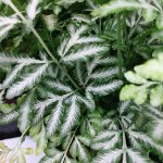 Pteris ensiformis 'Evergemiensis' Pteris ensiformis 'Evergemiensis'