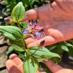 Tricyrtis formosana 'Gilt Edge' Tricyrtis formosana 'Gilt Edge'