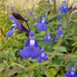 Salvia 'Blue Wonder' Salvia 'Blue Wonder'