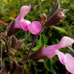 Salvia 'Bubblegum' Salvia 'Bubblegum'