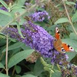 Buddleia davidii 'Empire Blue' Buddleia davidii 'Empire Blue'