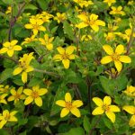 Chrysogonum virginianum Chrysogonum virginianum