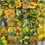 Fiori gialli Fiori gialli