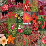 Fiori rossi e arancioni Fiori rossi e arancioni