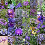 Fiori viola Fiori viola