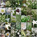 Fiori perenni bianchi Fiori perenni bianchi