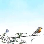 Illustrazione pettirosso Illustrazione pettirosso