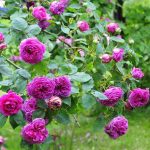 Rosa 'Madame Isaac Pereire' Rosa 'Madame Isaac Pereire'