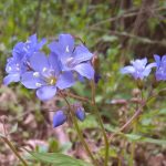 Polemonium reptans Polemonium reptans