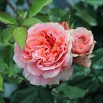 Rosa 'Chippendale'