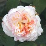 Rosa 'Gruss an Aachen' Rosa 'Gruss an Aachen'