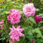 Rosa 'Old Blush' Rosa 'Old Blush'