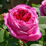 Rosa 'Yolande d'Aragon' Rosa 'Yolande d'Aragon'