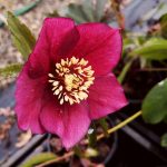 Helleborus 'Red Picotee' Helleborus 'Red Picotee'