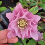 Helleborus 'Double Ellen Pink' Helleborus 'Double Ellen Pink'