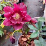 Helleborus x 'Double Ellen Red' Helleborus x 'Double Ellen Red'