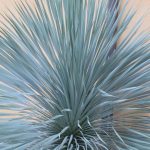 Yucca rostrata 'Sapphire Skies' Yucca rostrata 'Sapphire Skies'