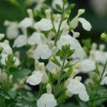 Salvia greggii 'Glacier' Salvia greggii 'Glacier'