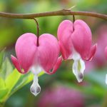 Dicentra spectabilis Dicentra spectabilis