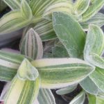 Tradescantia sillamontana 'Variegata' Tradescantia sillamontana 'Variegata'