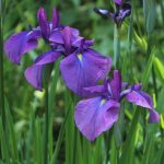 Iris laevigata Iris laevigata