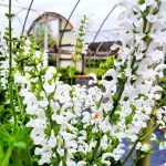 Salvia pratensis 'Swan Lake' Salvia pratensis 'Swan Lake'