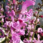 Salvia pratensis 'Pink Delight' Salvia pratensis 'Pink Delight'