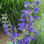 Salvia pratensis 'Big Blue' Salvia pratensis 'Big Blue'