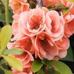 Chaenomeles speciosa 'Falconnet Charlet' (cydonia) Chaenomeles speciosa “Falconnet Charlet” (cydonia)