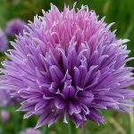 Allium schoenoprasum Allium schoenoprasum