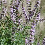 Mentha spicata Mentha spicata