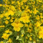 Mimulus guttatus Mimulus guttatus
