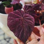 Begonia 'Passing Storm' Begonia 'Passing Storm'