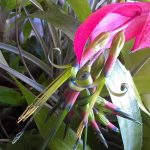 Billbergia x windii Billbergia x windii