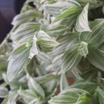 Tradescantia fluminensis 'Albovittata' Tradescantia fluminensis 'Albovittata'