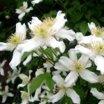 Clematis montana ‘Grandiflora’ Clematis montana ‘Grandiflora’