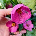 Abutilon 'Thousand Kisses Cherry' Abutilon 'Thousand Kisses Cherry'