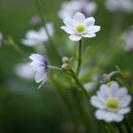 Anemone rivularis 'Glacier'