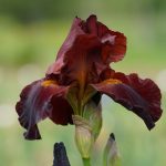Iris 'Sultan's Palace' Iris 'Sultan's Palace'